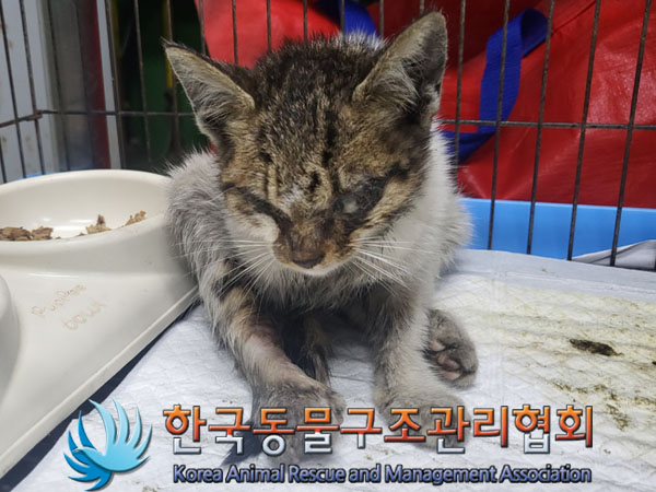 한국동물구조관리협회_411301202300364